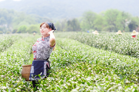 在茶叶领域的亚洲漂亮的女孩