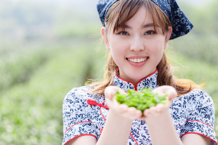 拣茶种植园的亚洲女孩