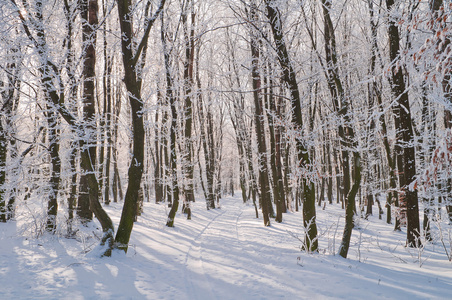 森林中覆盖着霜冻的树木