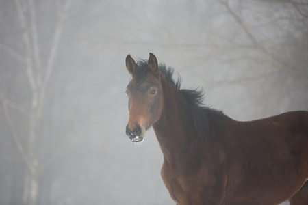 马在雾中关闭