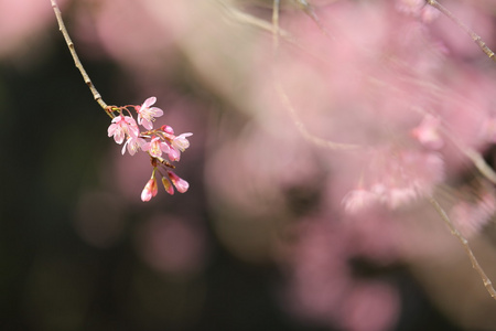 在春天樱花粉红花关闭