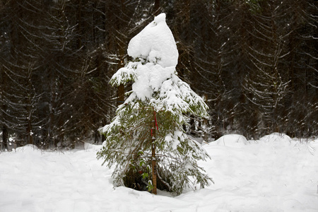 单杉木在冬天与雪