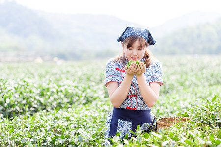 亚洲种植园采茶的漂亮女孩