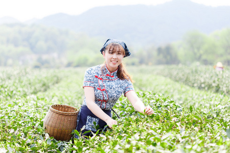 亚洲种植园采茶的漂亮女孩