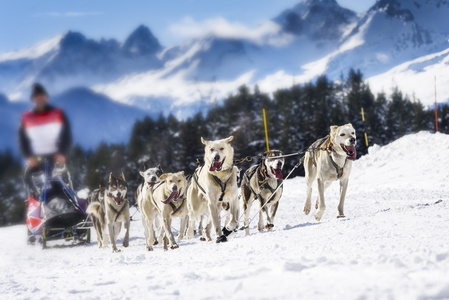 雪橇犬在赛车的速度