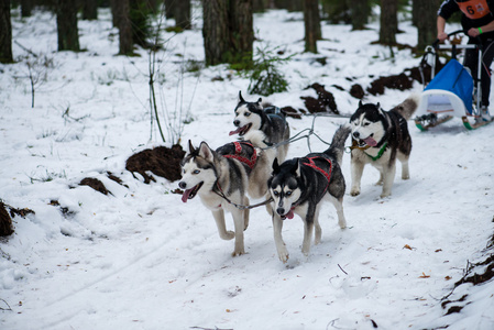 狗队在冬季雪上运行在雪狗拉雪橇比赛中