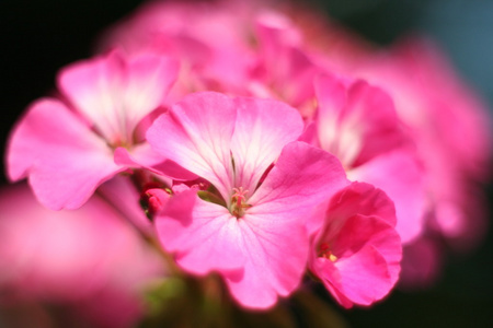 花天葵特写镜头摘要