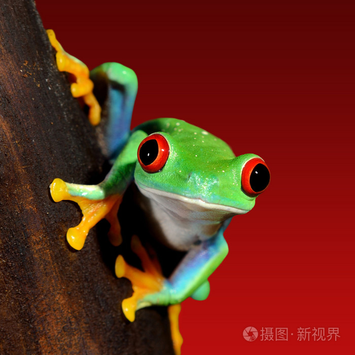 青蛙红眼蛙