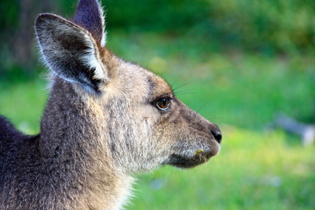 懒坐在内陆地区，澳大利亚的袋鼠