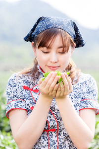 亚洲种植园采茶的漂亮女孩