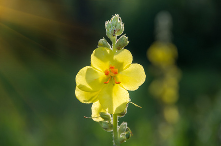 黄色的野花 Verbascum 龙葵