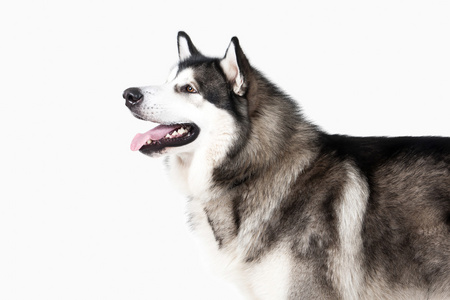 狗。阿拉斯加雪橇犬在白色背景上