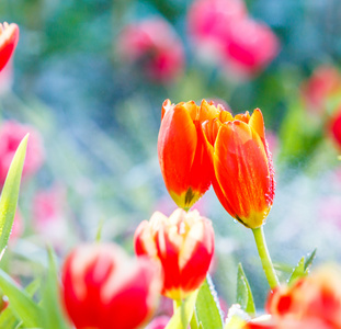 郁金香花开