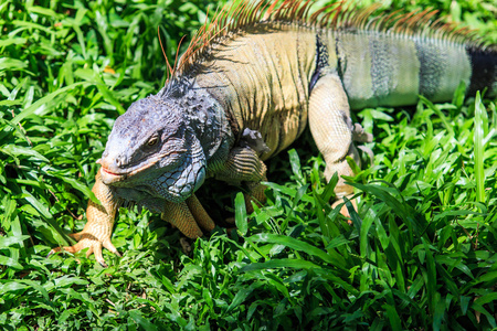 绿鬣蜥动物插画