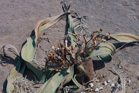 在纳米比亚非洲千岁兰属植物