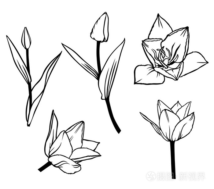 轮廓美丽的郁金香花集