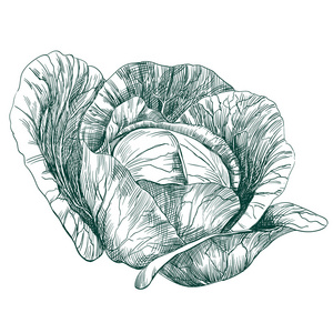 白菜蔬菜手绘制的矢量 llustration 速写照片