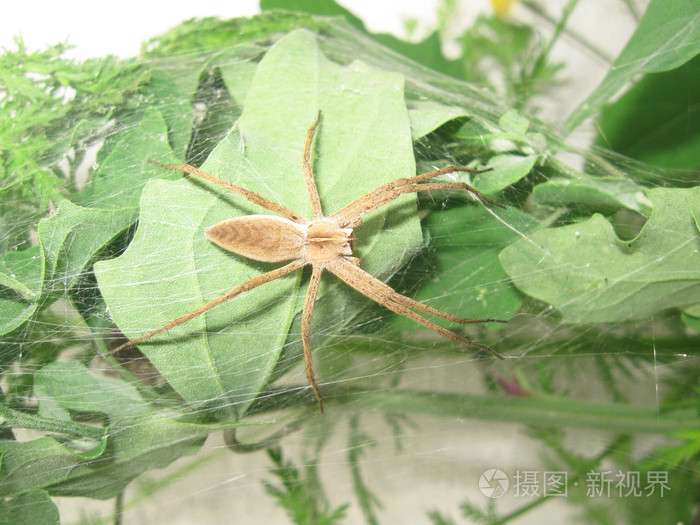 蜘蛛在它的巢