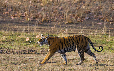 一个野生老虎在它自己的栖息地图片