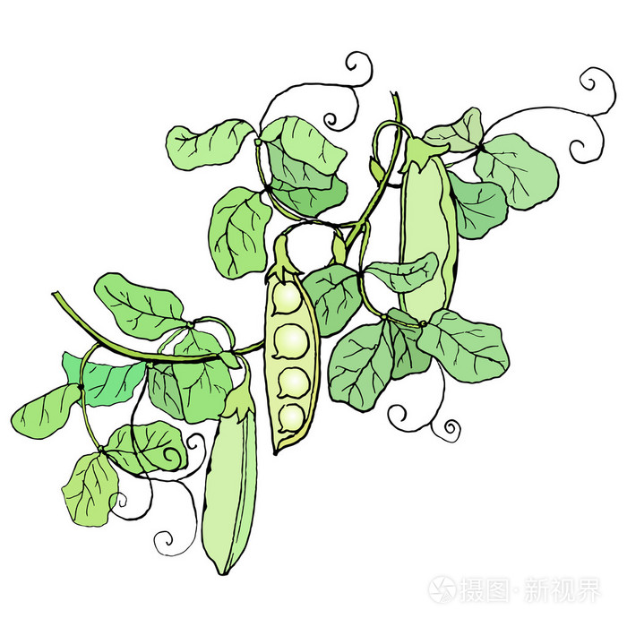青豌豆荚和树叶插画-正版商用图片1ltw8m-摄图新视界