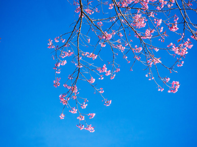 粉红色的泰国春赏樱抵御蓝色天空