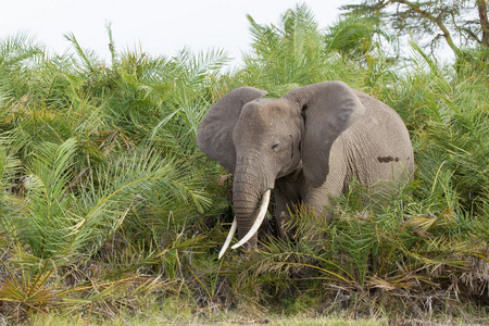 饲喂棕榈树，安博塞利 肯尼亚的非洲大象