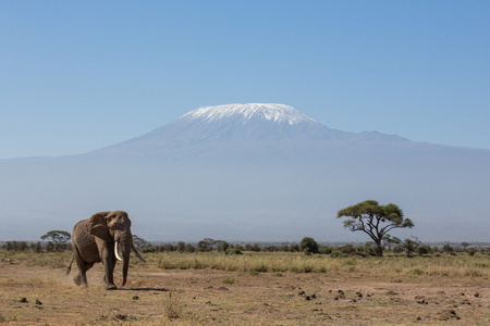 公象与背景，安博塞利，肯尼亚乞力马扎罗山
