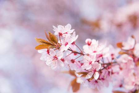 vren grnsen bakgrunden med rosa blomma