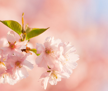 vren grnsen bakgrunden med rosa blomma