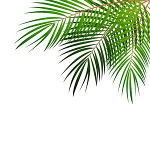 棕榈叶矢量背景图图片
