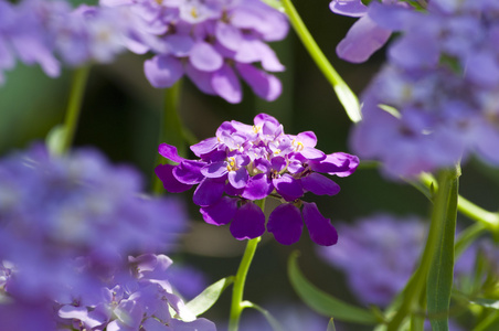 花园里的紫色花