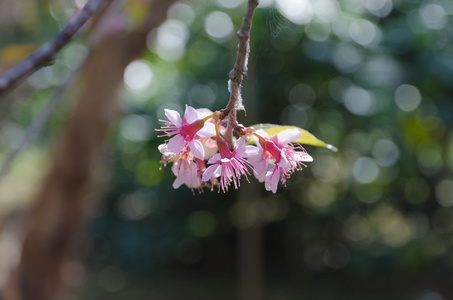 樱花, 春天的樱花