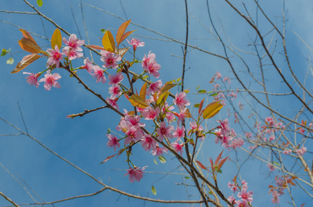 樱花, 春天的樱花