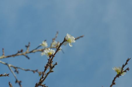 樱花, 春天的樱花