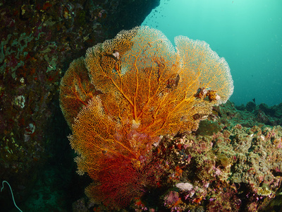 在海底扇珊瑚