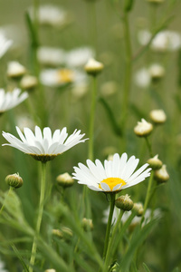 田野春季的白色雏菊花