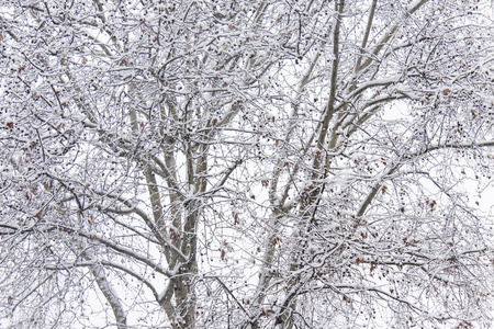 被白雪覆盖的树的叶, 创造了一个纹理的树枝