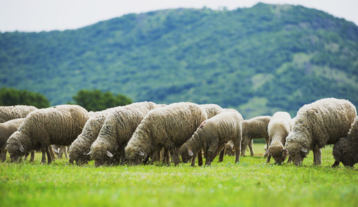 在绿色的田野上吃草的群羊