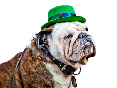 英国斗牛犬戴着 St Patrick 的天顶帽子