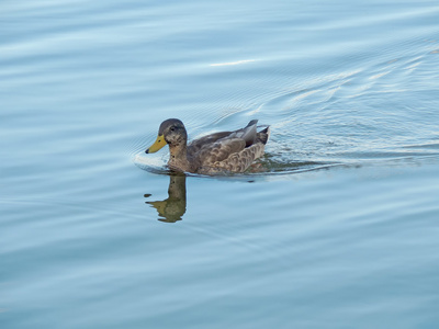 年轻的野生鸭在池塘里