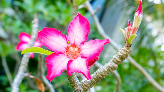 美丽的粉红色杜鹃花热带花。沙漠玫瑰在花园泰国, 普吉岛
