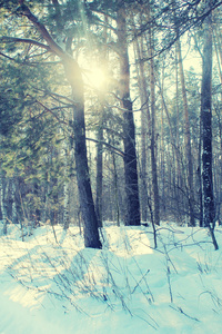 冬天的森林。复古色调的图像