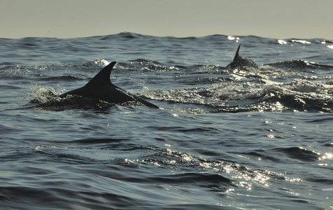 海豚，在海洋中游泳的剪影