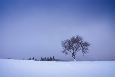 在白雪皑皑的山上棵孤独的树