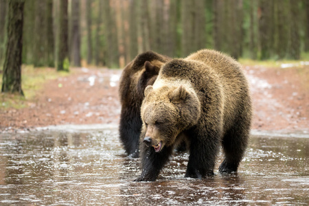 棕色的熊 熊 在冬季森林