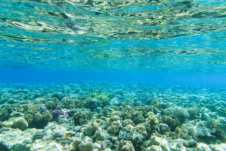 美丽的水下场景