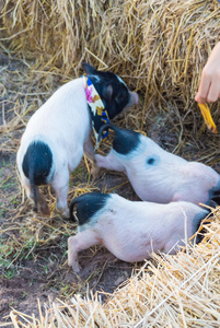 可爱的小猪农场在热的动物