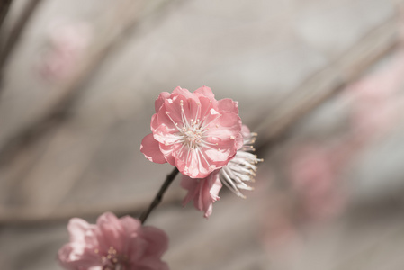 樱花粉红色的花复古色彩色调抽象的自然背景