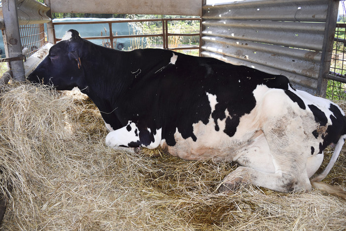 牛吃在 cattleshed