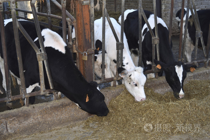 奶牛吃我槽 cattleshed